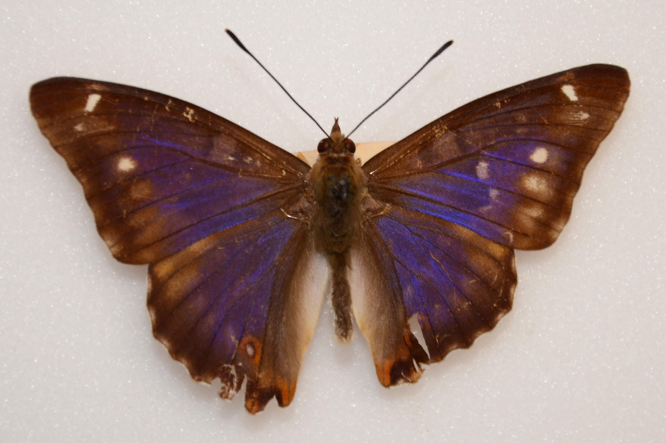 Apatura iris iole male (aberration) 11 [Internet image property of respective owner, non commercial use only]